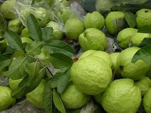  Вьетнам свежий гуава новый урожай по хорошей цене