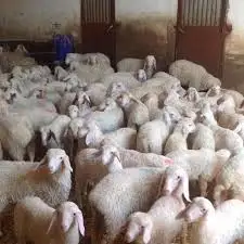 
Dorper Ewe Sheeps and Lambs For Sale 