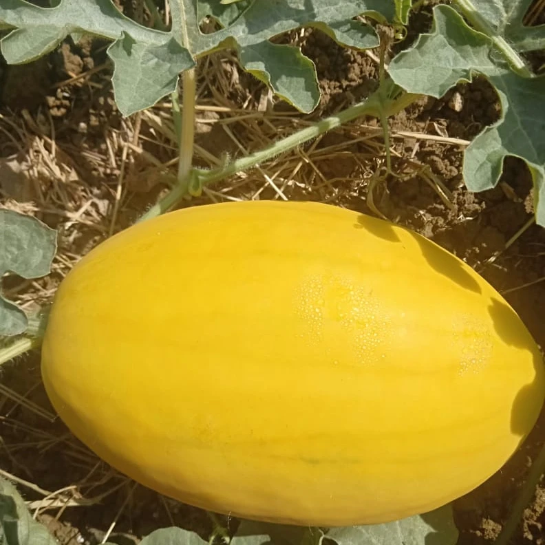 
 Семена гибридного желтого арбуза HIGH YEILDING 2021 F1  