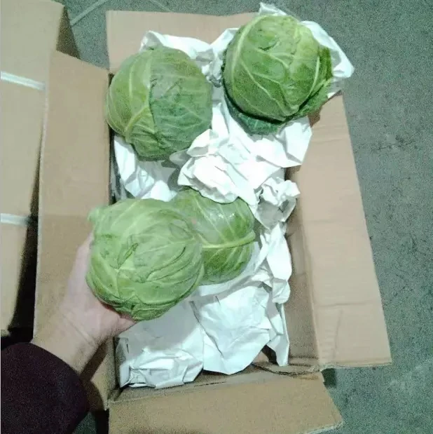 New Crop Round Shape Chinese Fresh Cabbage