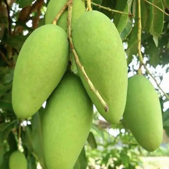 Fresh Mangos Mango Fruit
