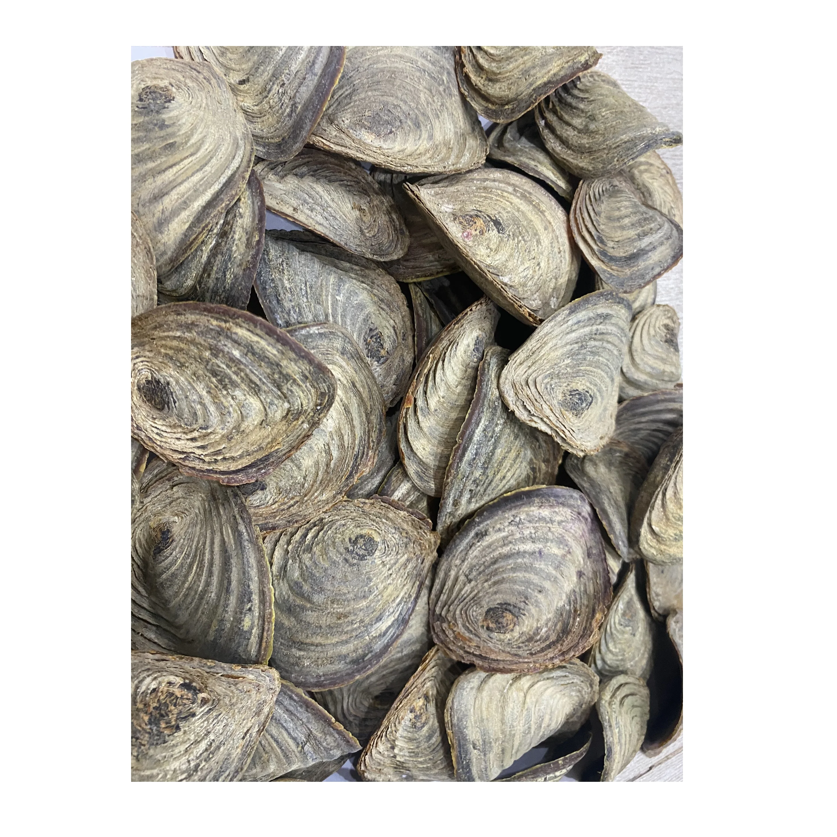 Direct Selling Dried Murex Operculum Sea Shell Snail Shell From Vietnam