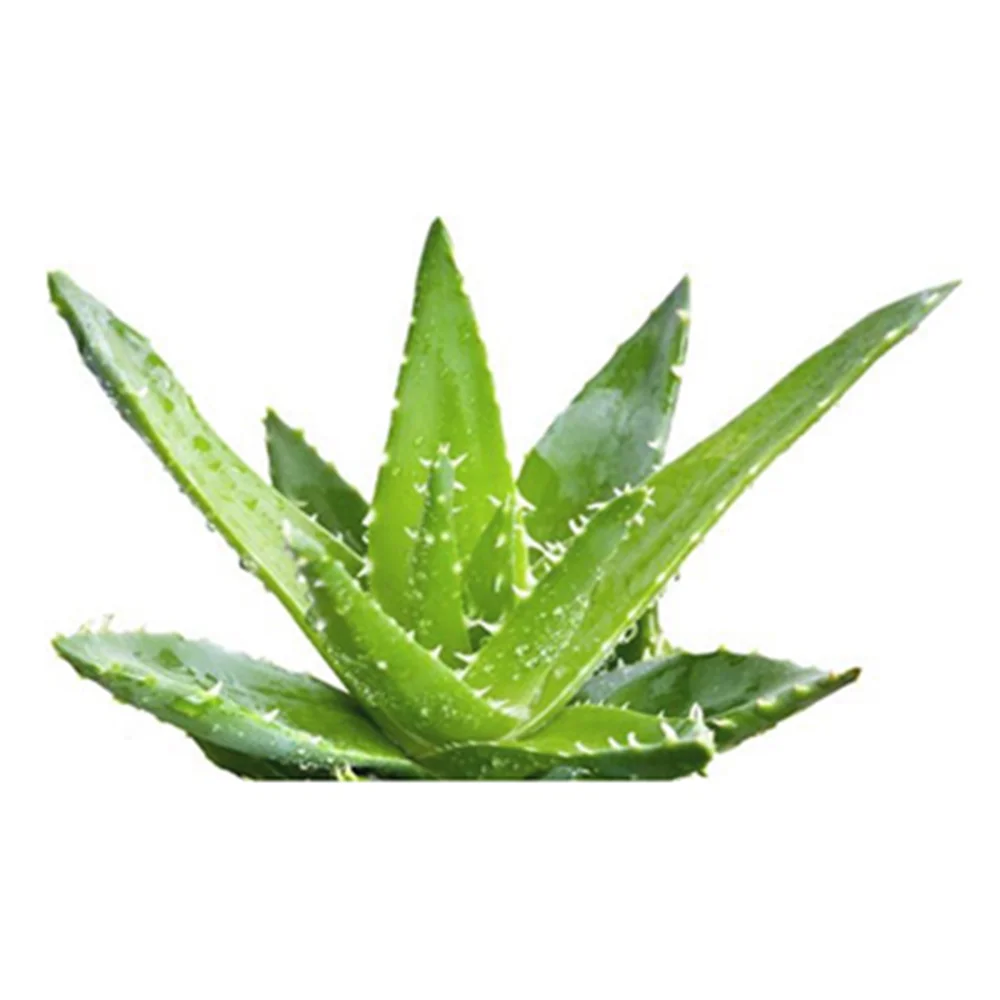 Dried dehydrated Aloevera chunks from VietNam