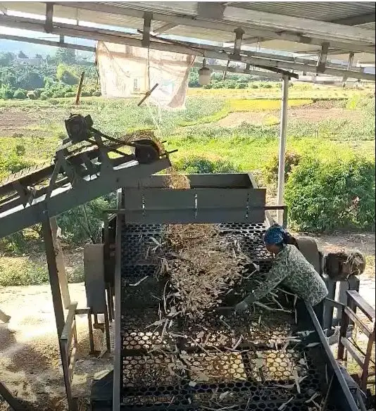 Wood Chips made in Vietnam