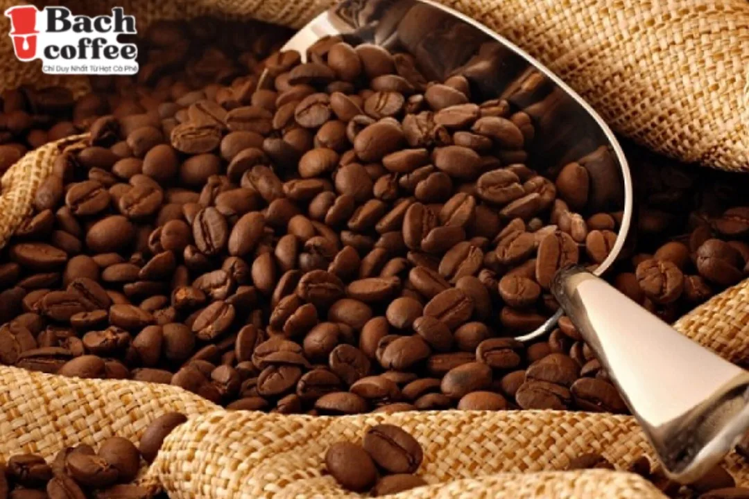 
Bach Viet nam - Whole Bean Coffee Blend, Medium Espresso Roast- Combine Arabica coffee and Robusta coffee- Fair trade 