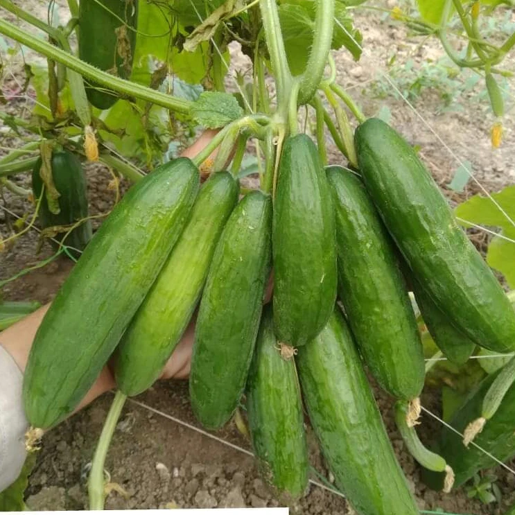 
GREEN HOUSE CUCUMBER SEEDS F1 BLUE LEAF TECHNOLOGY FOR AFRICA 