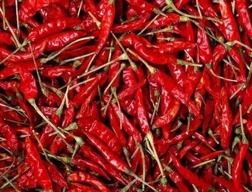 Indian Guntur Chilli exporter