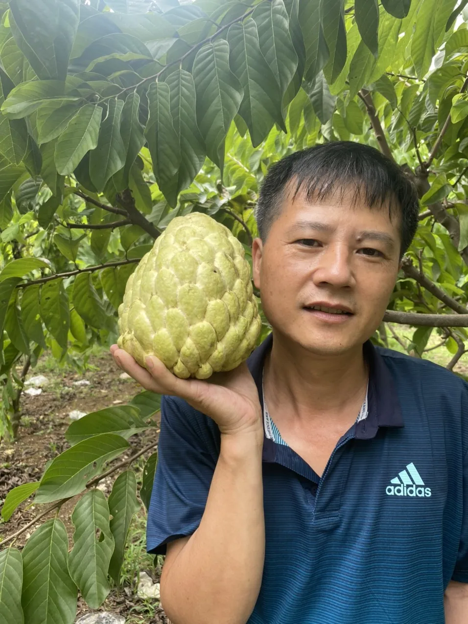 Свежие тропические фрукты, органический заварной яблочный фрукт, вьетнамские свежие фрукты, высокое качество, хорошая цена, распродажа