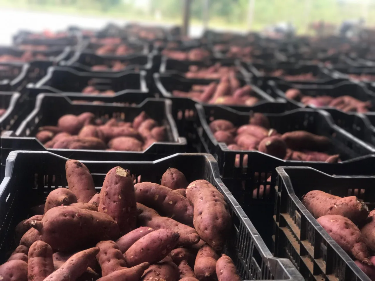 Ha Thanh лучший сладкий фиолетовый картофель доставка из Вьетнама с 3 месяцами зрелости