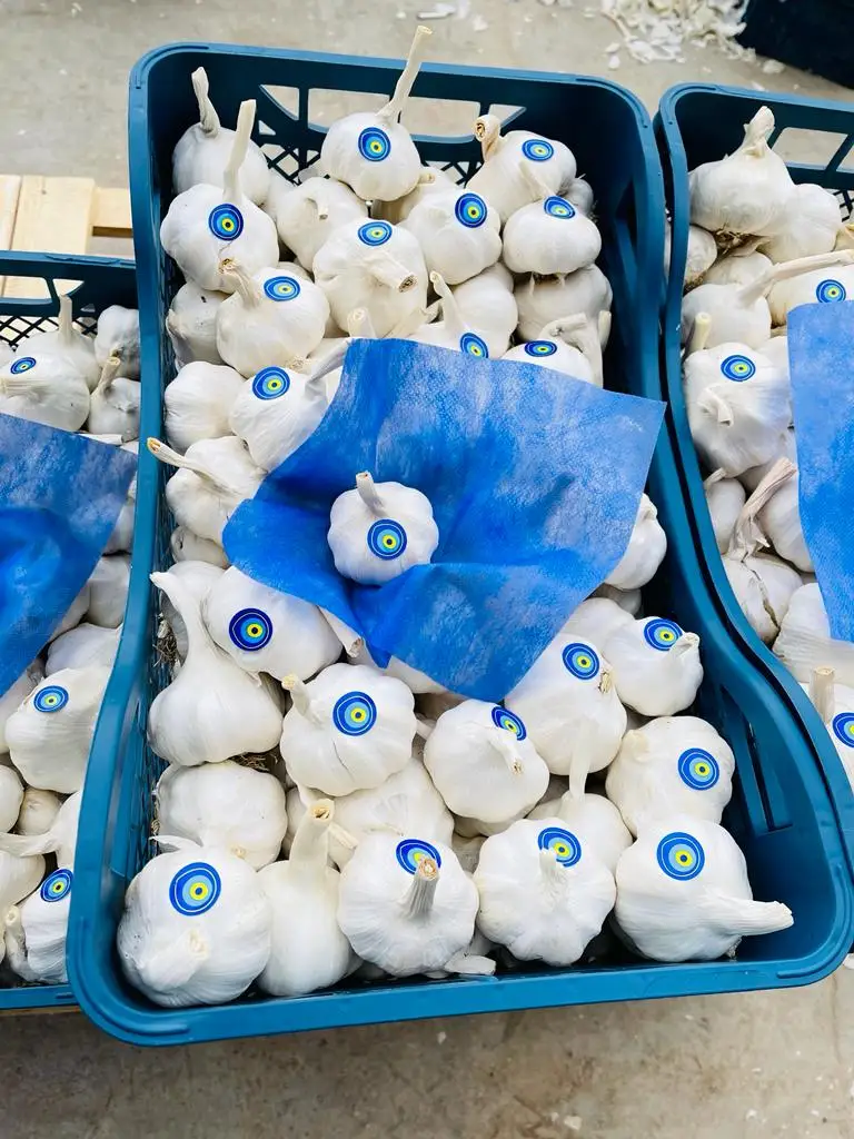 FRESH GARLIC FROM TURKEY BEST QUALITY BEST PRICE NEW CROP 2021 TURKISH GARLIC ORJIN TURKEY