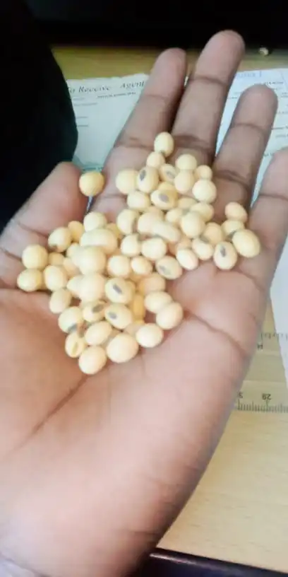 SOYA BEANS NON GMO