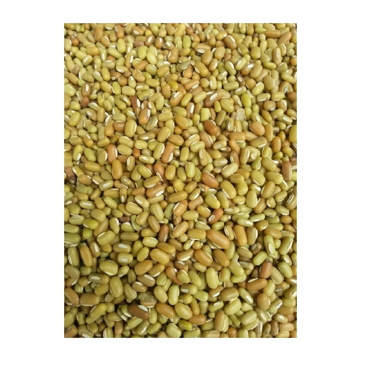 
Hot Sale 25KG Bulk Of Myanmar Vigna Beans Dried Light Green Beans 500 Metric Tons Per Month Green Bamboo (WhatsApp: +6581317198) 