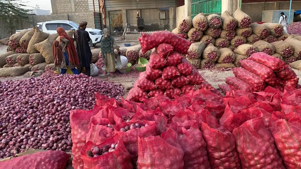 Fresh onion red onions in bulk from