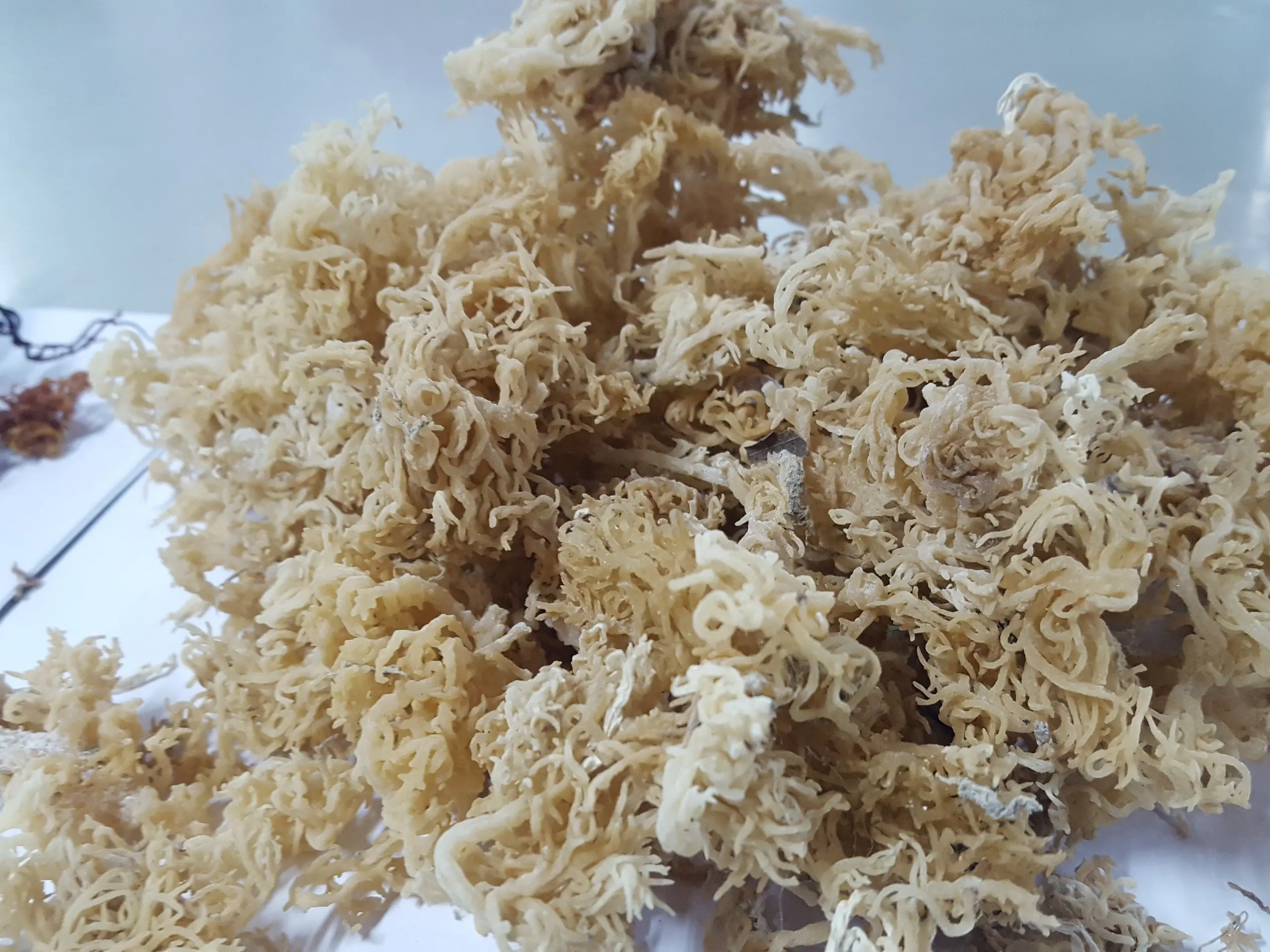 Морское Птичье гнездо 100% органические коралловые водоросли EUCHEUMA COTTONII повышающие иммунную систему мисс Джой + 84397147287