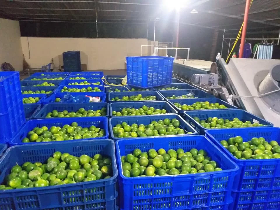 Best price GREEN LIME first grade 8-12pcs/kg