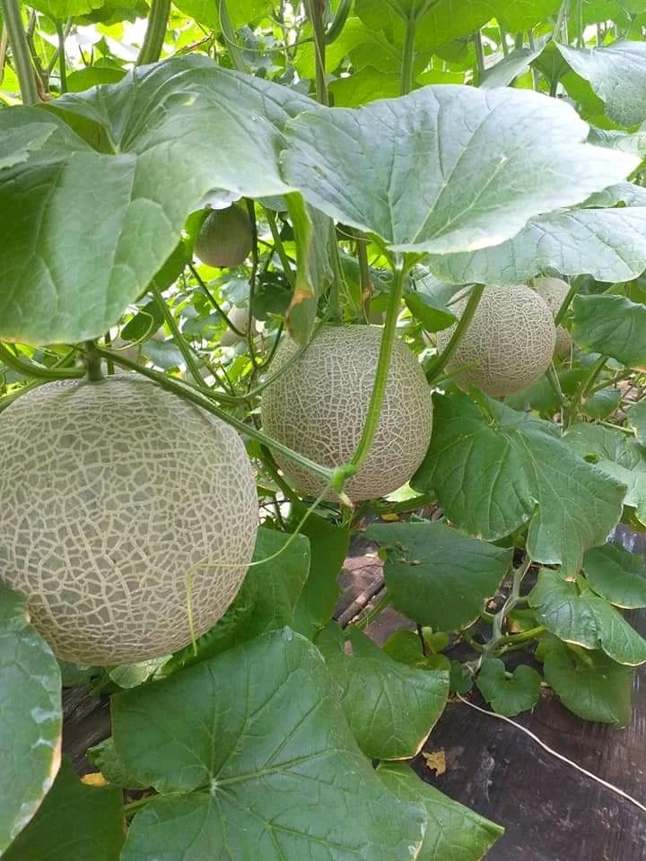 Богатый витамин, подходит для здоровья, 100% натуральная свежая Мускусная Дыня премиум-класса, размер 1,0-2,0 кг, высокое качество, Лучшая цена