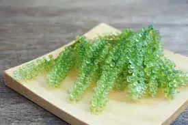 SeaGrapes/Lato Seagrapes Healthy Food Fresh, Sea Grapes/Lato  Seagrapes From Vietnam