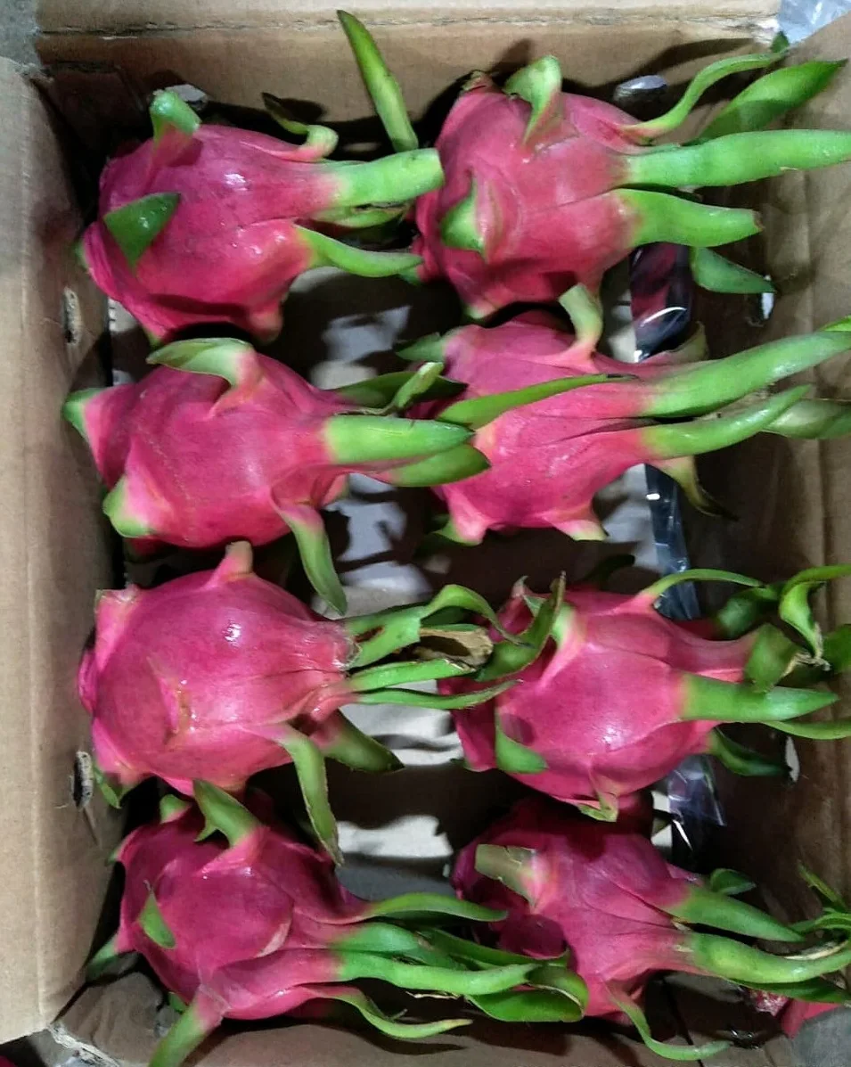 
FRESH DRAGON FRUIT WITH WHITE FLESH HIGH QUALITY BEST PRICE FROM VIETNAM VIKAFOODS (WhatsApp/Wechat: + 84 983 028 718) 