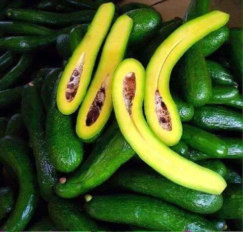 Long neck Avocado from Vietnam - Ms.KIO HUYNH +84 34 375 8904
