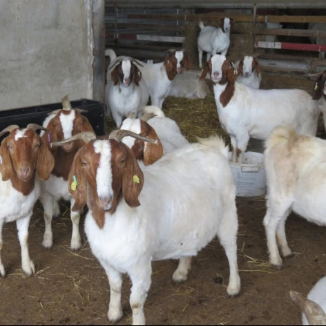 
100% Pure Breed live goats and sheep for sale 