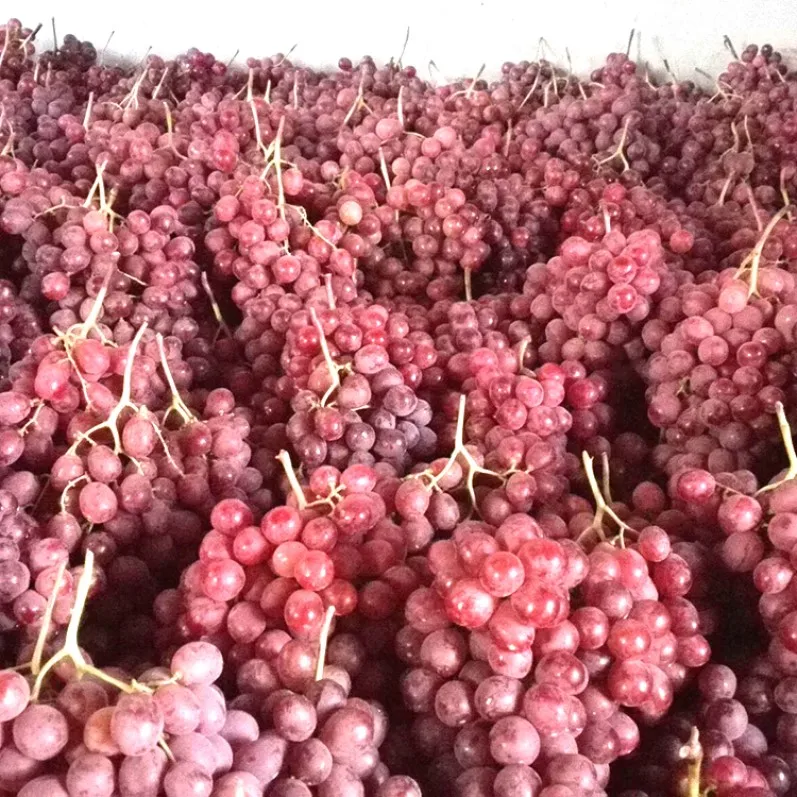 
Top quality fresh grapes Hot selling nutrition juicy fresh grapes (seedless) 