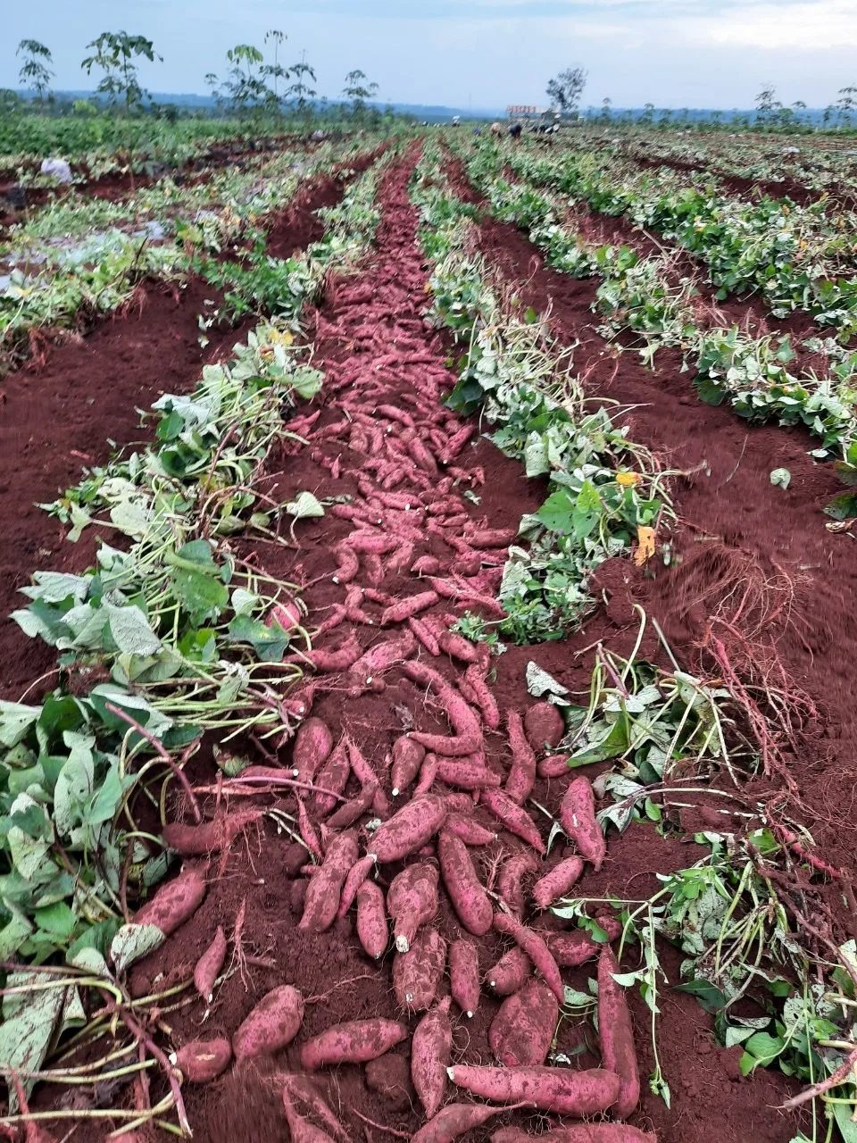 Fresh Sweet Potatoes Vegetable available at low rate