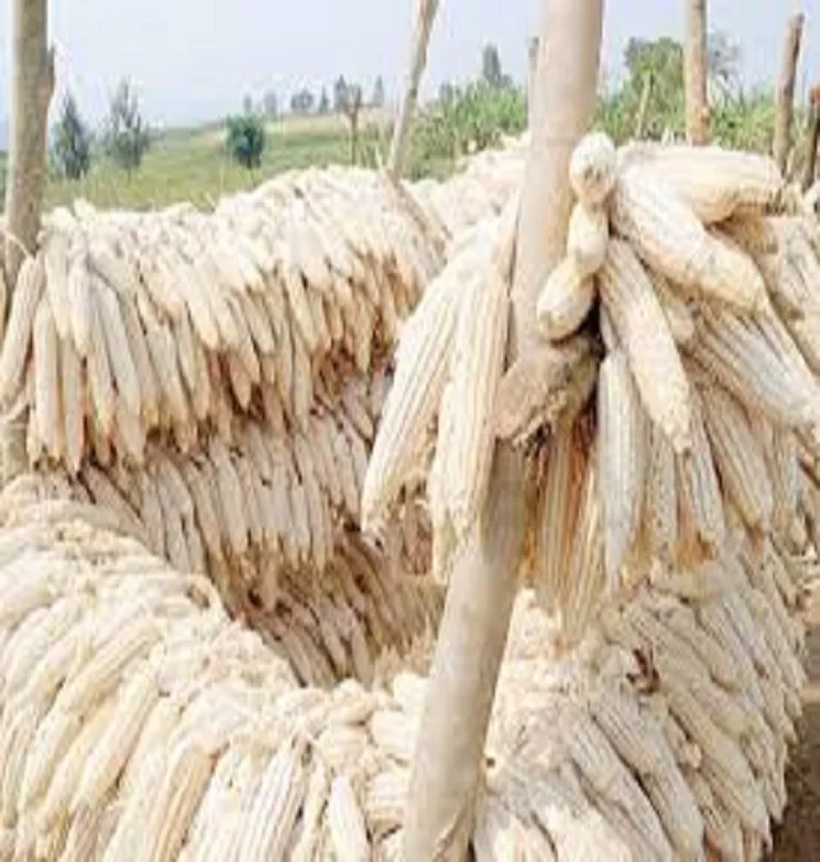 
White Corn, Yellow Corn /White Corn /maize For Sale 