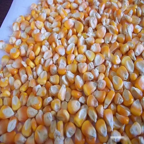 Good Quality Yellow corn