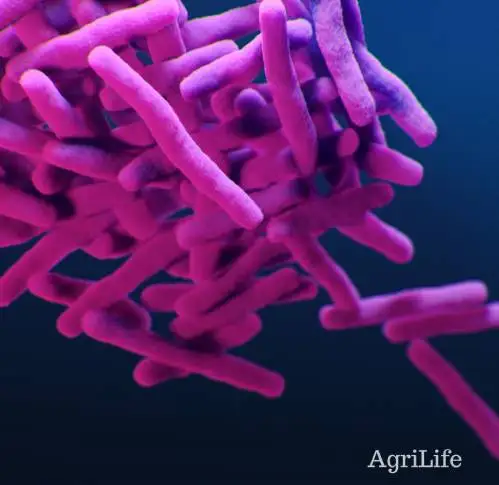 
Best Quality BioFertilizer Organic Nitrogen Fixation Bacteria Paenibacillus Azotofixans Fertilizer Indian Supplier 