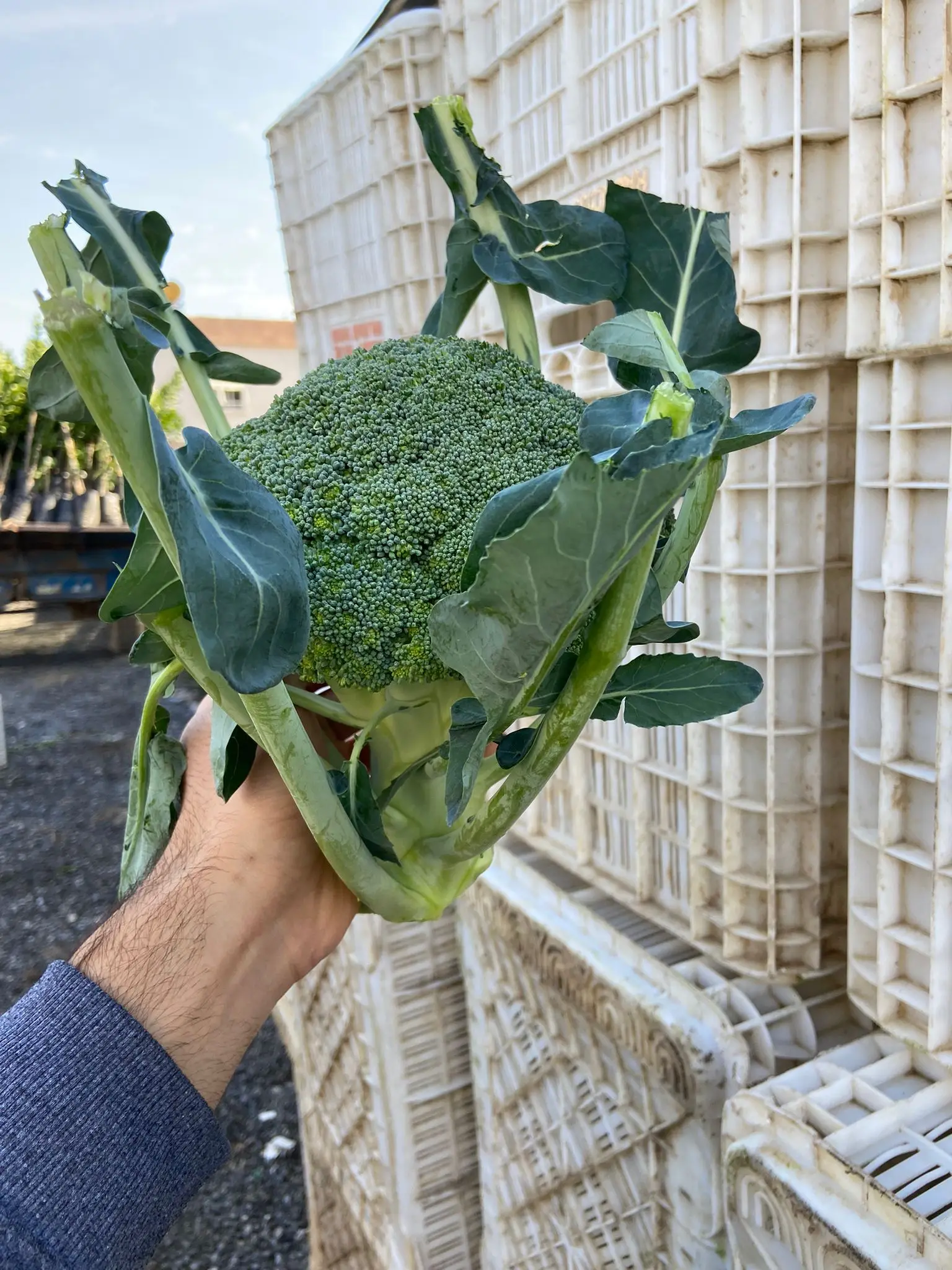 Fresh Broccoli FROM TURKEY New Crop 2021 Wholesale