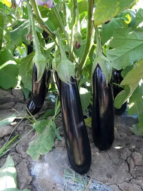  Лидер продаж семена Чили SPICEY HYBRID F1 для посева