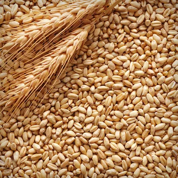 Premium Indian Quality Durum Wheat