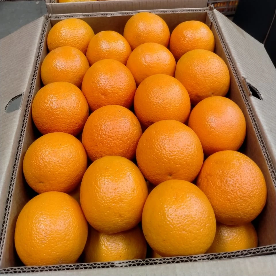 2022 Best Egyptian Fresh Orange Fruit Storage Packing