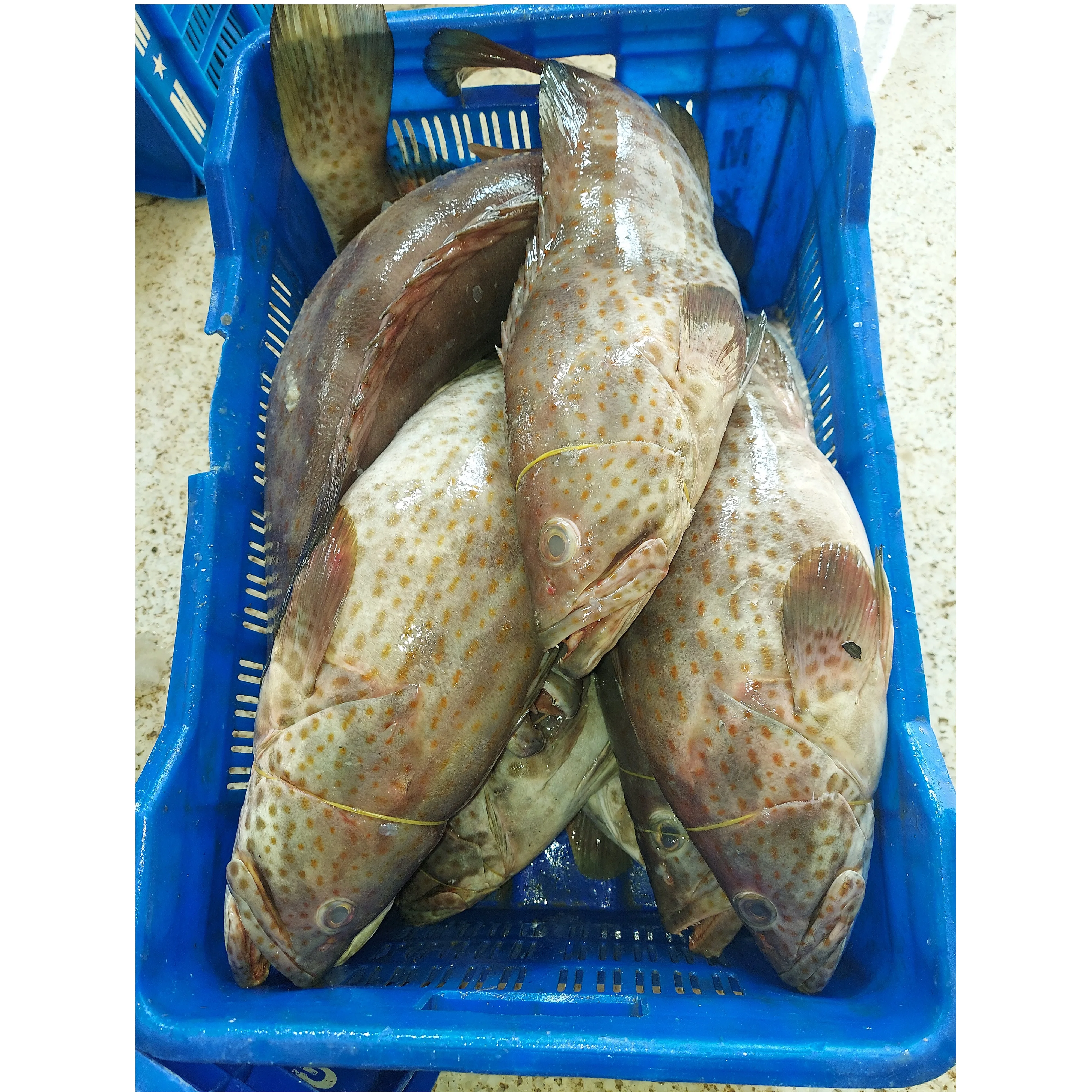 Brown Spot Grouper  Fish Fresh Premium Quality Bangladeshi Origin Hamour  Size 1-2KG 2-5KG 5-10KG per Piece