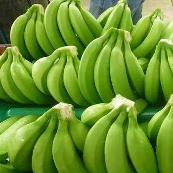 Philippine Premium Fresh Cavendish Banana Green Banana for Sale