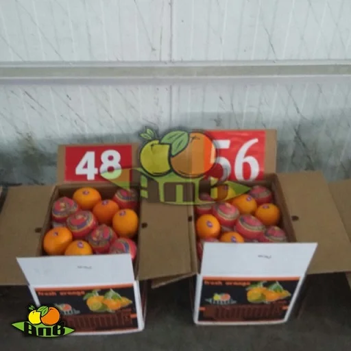 
fresh Egyptian red onion 