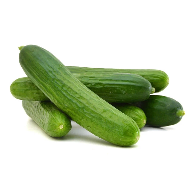 High Quality Natural Fresh Green Cucumber Vegetables Hybrid F1 Cucumber For Sale