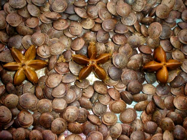 Roasted SACHA INCHI NUT / Toasted Sacha inchi nut Peru