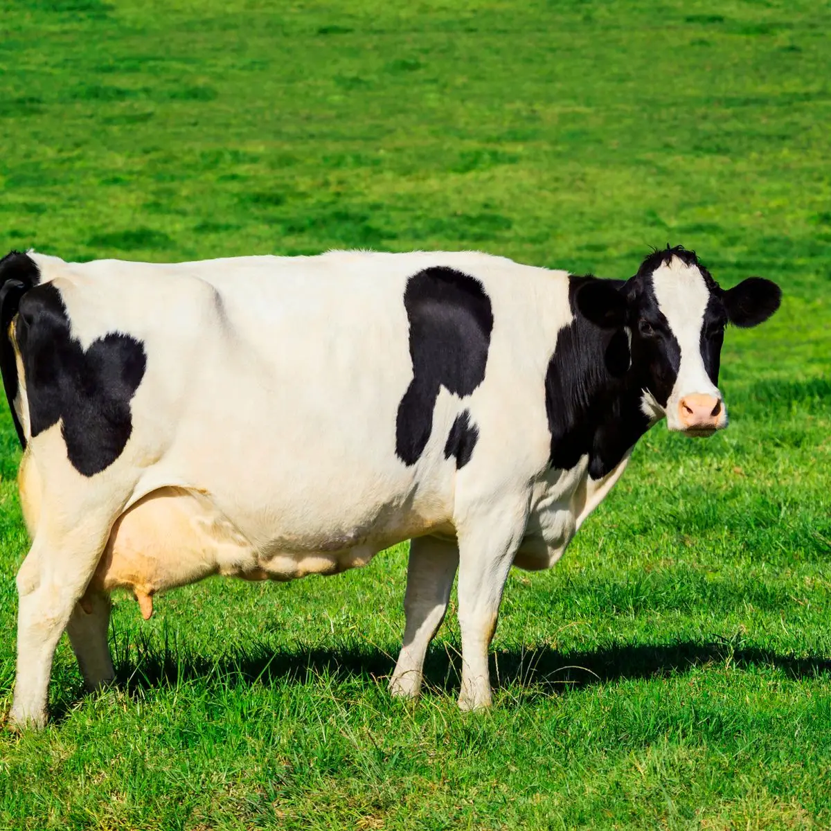 Качественные молочные коровы и беременные хифферы Holstein для