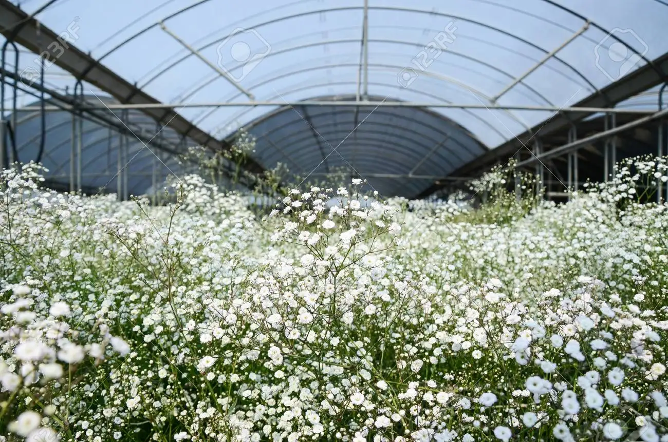 Premium quality Gypsophila wedding fresh cut flowers variety xlence million stars decorative flowers 750 gr.