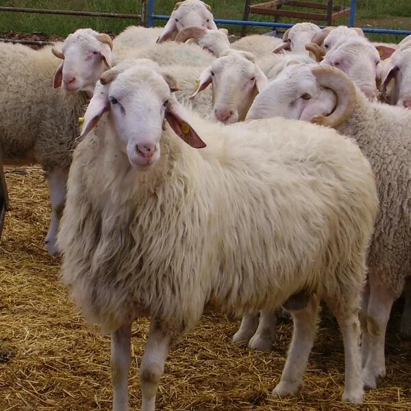 
Cheap assaf sheep for sale 