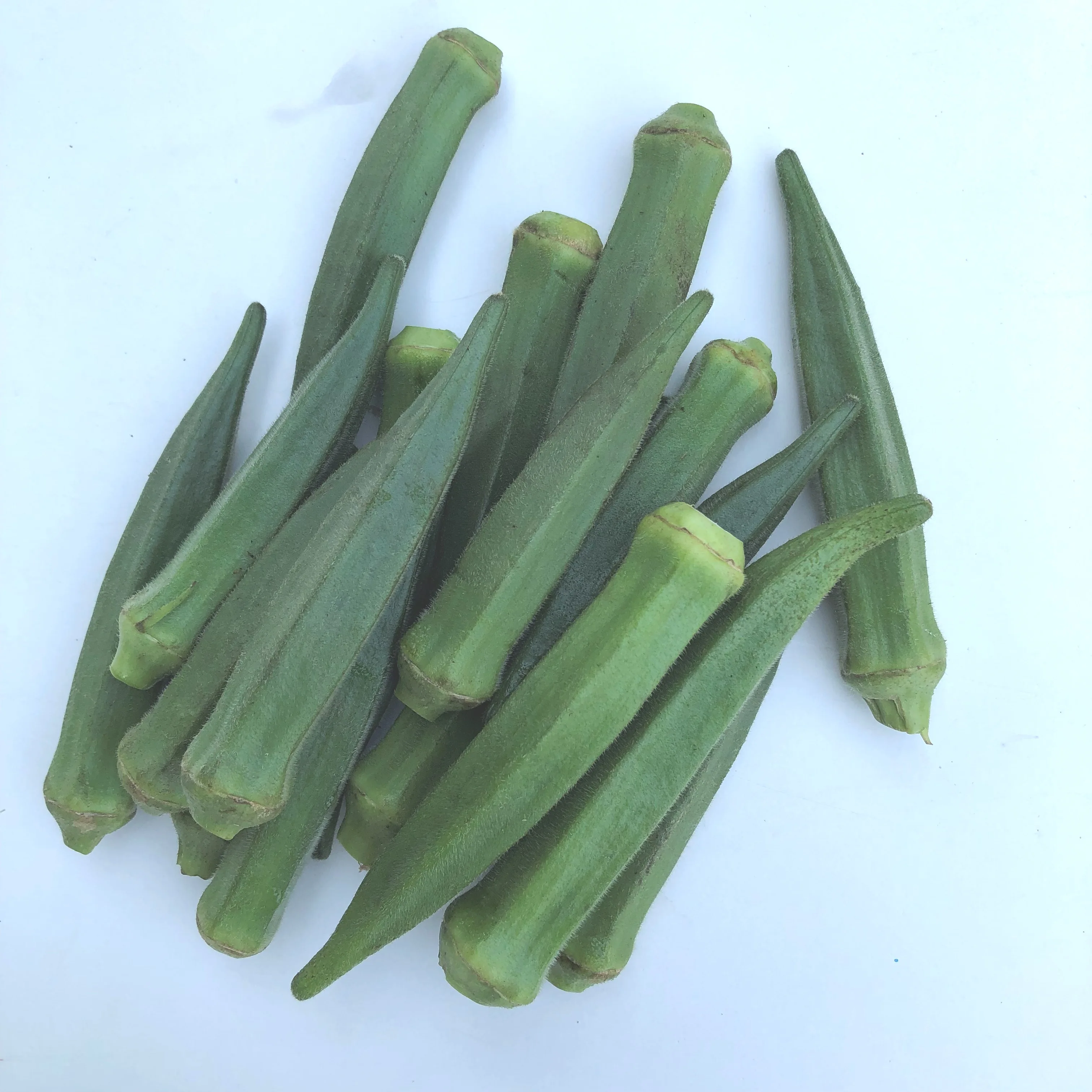 Fresh Okra Fresh Vegetables Organic Fresh Products Fresh Style Weight Origin Type Grade A from Thailand for Export