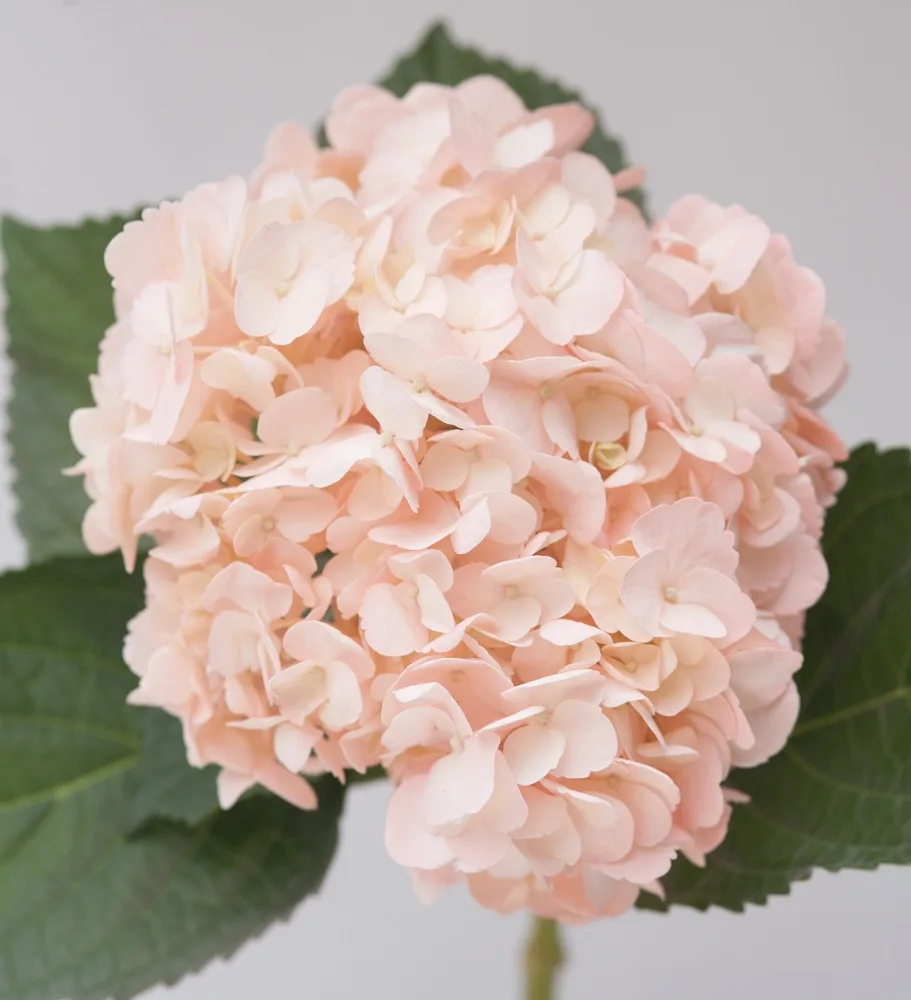 decorative flowers Light Pink Real fresh cut Hydrangea hight quality super select size (19/20) cm  ornamental cut flowers plants