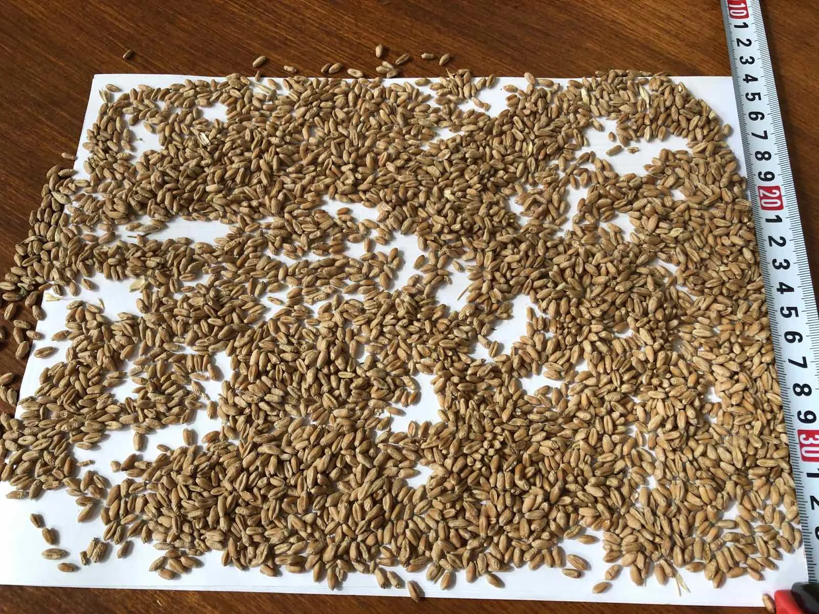 2021 свежие органические оптом семян пшеницы Зерен Пшеницы для Sal