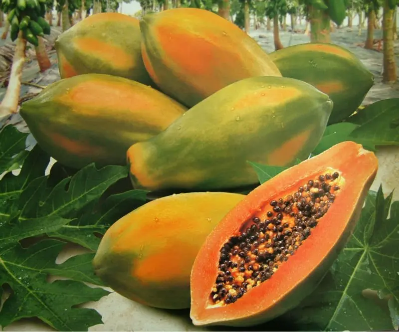  Fresh Papaya fruit from Vietnam for export with competive price and high quality avocado ready to shipping EU ASIA US