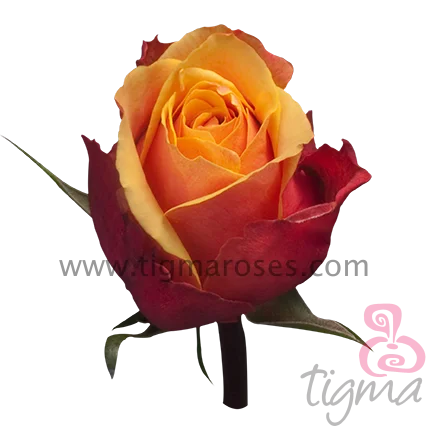 Эквадорская Роза вишневого бренди, свежий натуральный цветок, вырезанная Роза с длинным стержнем для оптовой продажи, свадебная тигма розовая фиолетовая черная желтая