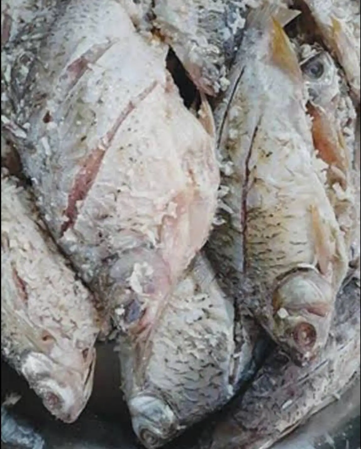 Wholesale High Quality Pickled Fish Sour Salty Sweet Taste Thailand Traditional Food Premium Quality for Export