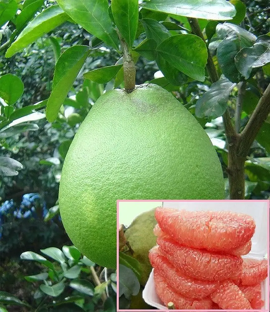 
VIETNAM SWEET GREEN SKIN POMELO - HIGH QUALITY, GOOD PRICE 