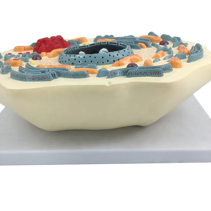 Animal cell teaching model