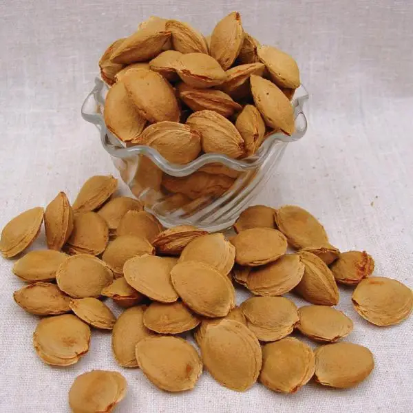 Best Price Organic Apricot Kernel Agriculture Nuts & Kernels